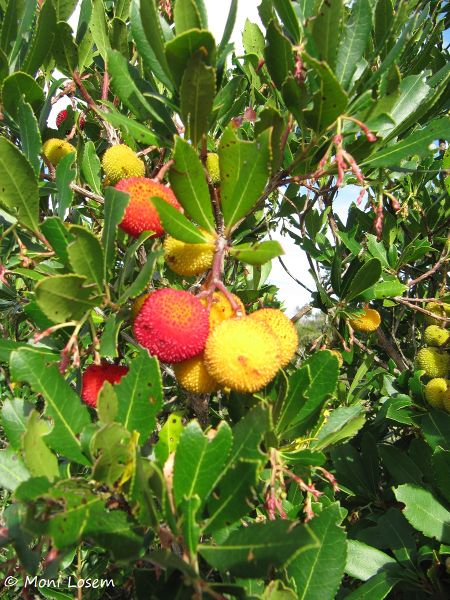 Datei:Arbutus unedo Linné, 1753 Vir 131004 4900k.jpg