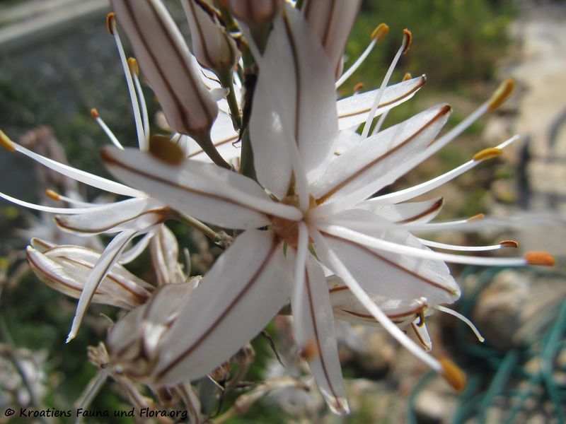 Datei:Asphodelus aestivus Brotero, 1804 Blü3 Vir 130426 1122.jpg