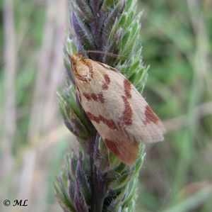 ClepPal Vir 140508 3027 d.jpg