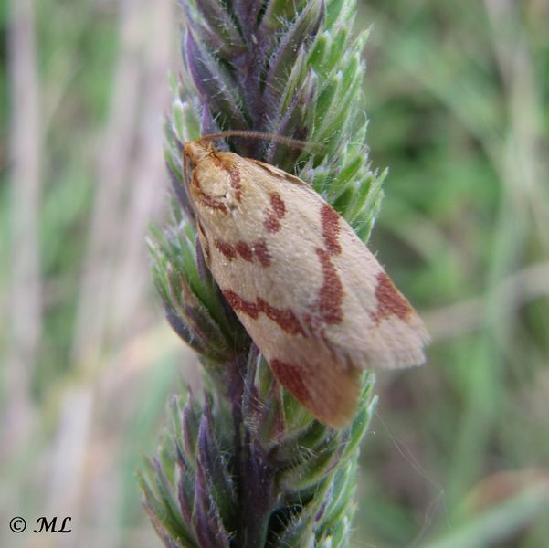 Datei:ClepPal Vir 140508 3027 d.jpg