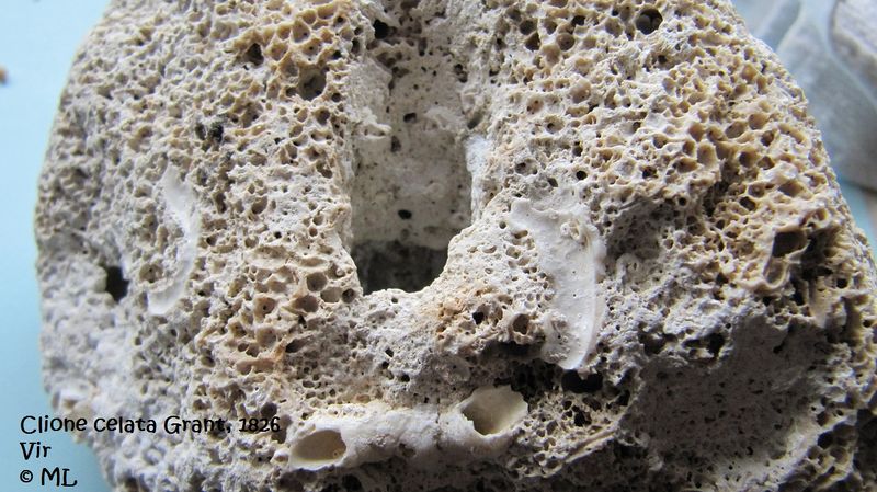 Datei:Cliona celata Grant, 1826, Vir 100724 01.jpg