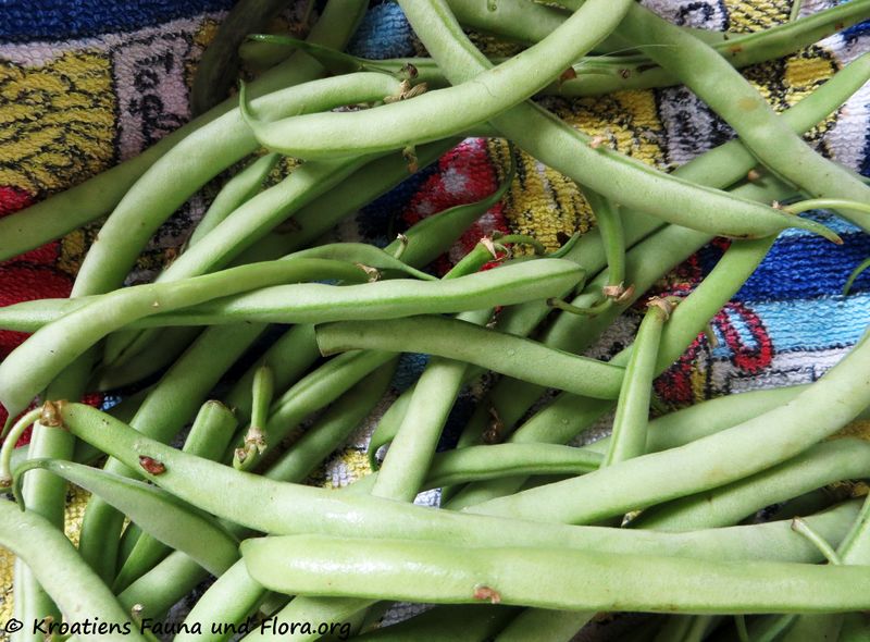 Datei:Phaseolus vulgaris Linné, 1758 Ben 190928 1631.JPG