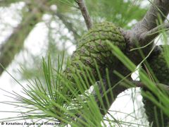 Im zweiten Jahr sind sie erst noch grün, Otok Vir 09/2011