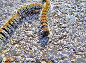 Thaumetopoea pinivora Treitschke, 1834 Vir 150216 6736 k.jpg