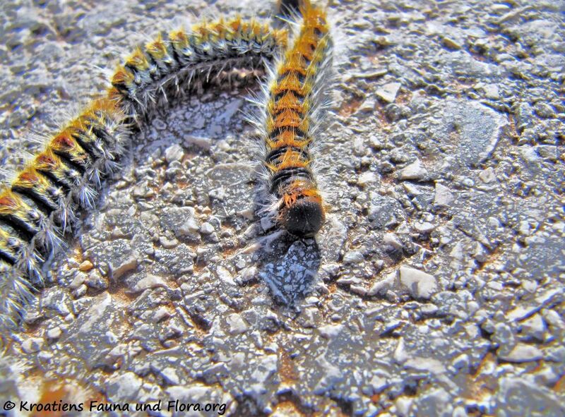 Datei:Thaumetopoea pinivora Treitschke, 1834 Vir 150216 6736 k.jpg