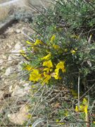 Otok Pag, D 106 bei Šimuni 03/2019