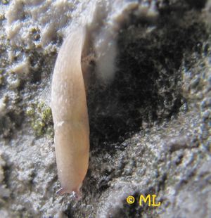 Boet pall Mate 130525 2140d.jpg