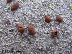 Bruch sili Vir 151112 2694.jpg