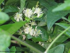 Oberösterreich – Klaus 07/2013