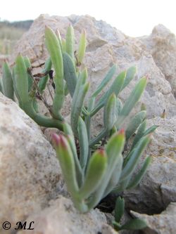 Crithmum maritimum Linné, 1753, Vir 121122 3439.jpg