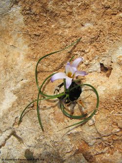 RomuBulbo Hab Vir 100404.jpg