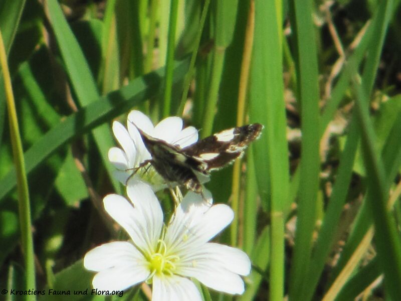 Datei:Tyta luctuosa Denis & Schiffermüller, 1775 Hes 120513 280.jpg