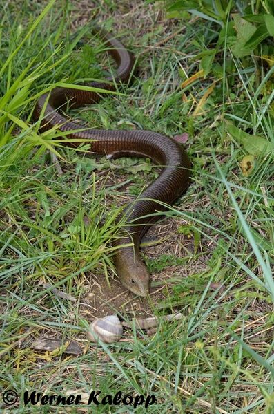 Datei:2017 Pseudopus apodus - Scheltopusik 1k.jpg