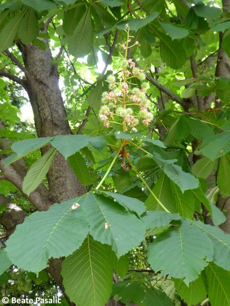 Datei:Aesculus hippocastanum Linné, 1753 Ohrid 9 Frucht.jpg