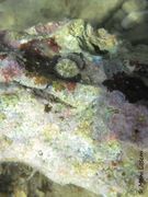 Der natürliche Standort, Vir 09/2014