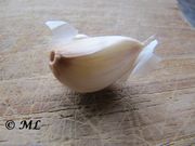 Allium sativum Linné, 1753 - Knoblauch, češnjak, Zadar 12/2013, Heilpflanze