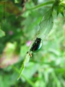 ChrysoFast Wolk 130902 3816.jpg