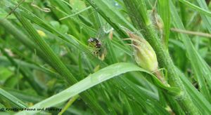 DichrFlav SvKr 130525 2168.jpg