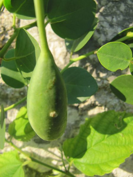 Datei:EuraOrn12 Vra 140715 4994.jpg