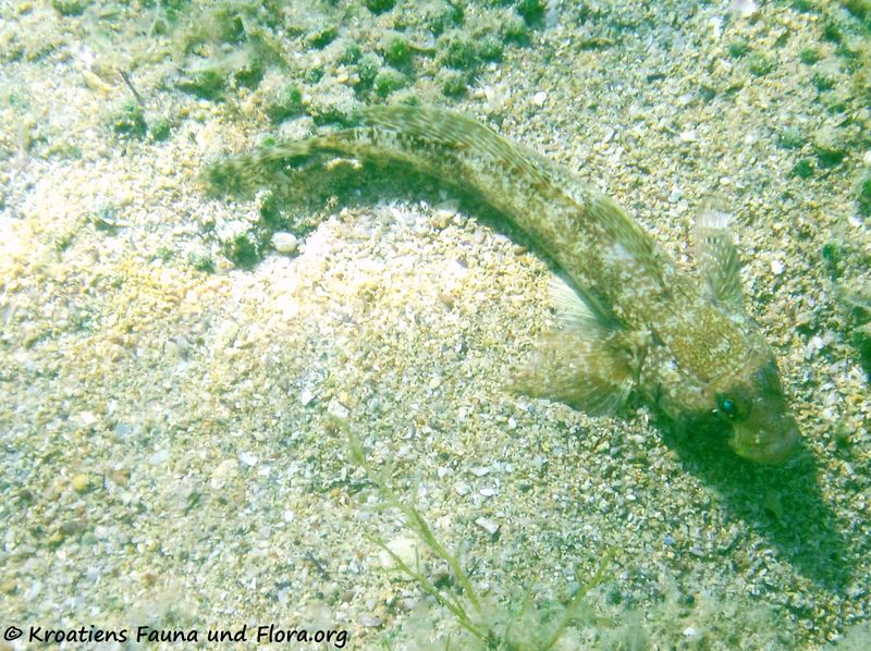 Datei:Gobius geniporus Valenciennes, 1837 Vir 110913 33.jpg