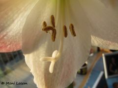 Narbe, Heselbach 03/2011