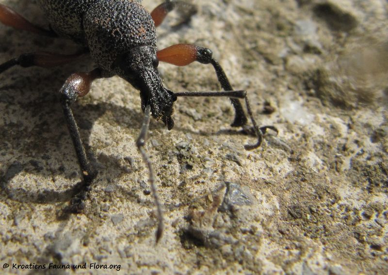 Datei:OtiorhCard Senj 140406 1678 d.jpg