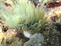 Aiptasia diaphana Rapp, 1829 Vir 140627 4363.jpg