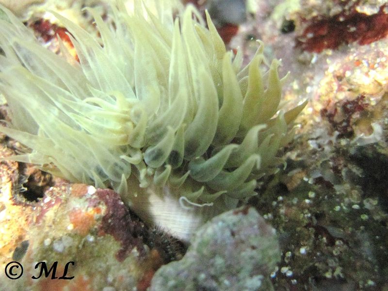 Datei:Aiptasia diaphana Rapp, 1829 Vir 140627 4363.jpg