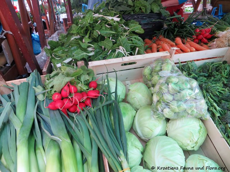 Datei:Allium porrum Linné, 1753 Zad 180412 11931.jpg