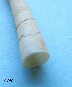 AntaVu Vir 100622 02.jpg