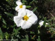 Cistus monspeliensis Linné, 1753 - Montpelliers Zistrose, ljepivi bušina, Fundort: Sakarun, Dugi Otok 04/2018, Zierpflanze, Heilpflanze, Essbare Pflanze , Geschützte Pflanze