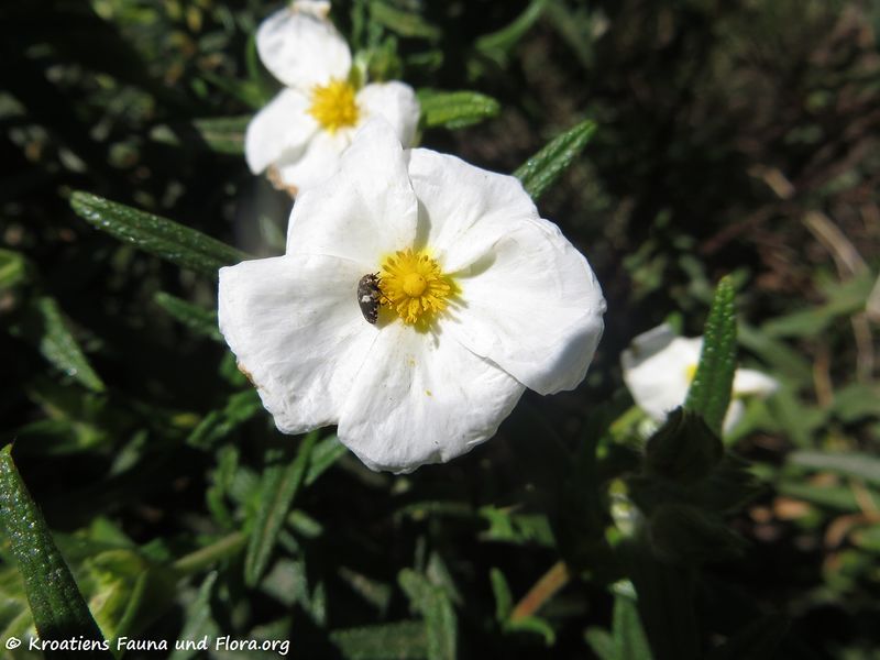 Datei:Cistus monspeliensis Linné, 1753 Saka 180422 12534.jpg