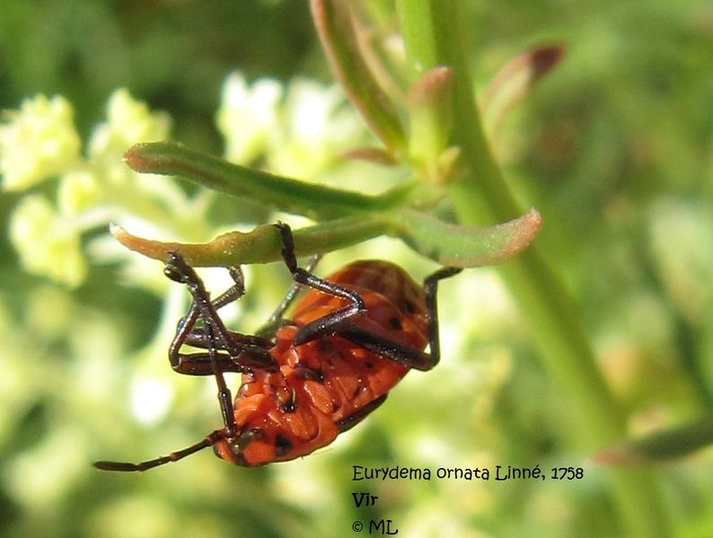 Datei:EuraOrn9 Vir 110615 11.jpg