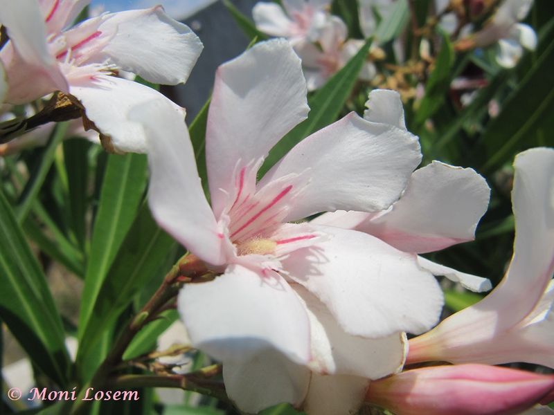 Datei:Nerium oleander Linné, 1758 150703 1306.jpg