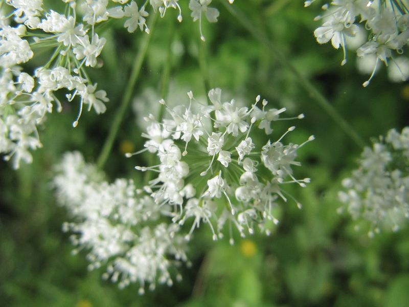 Datei:Aego pod Wolk 130528 2594.jpg