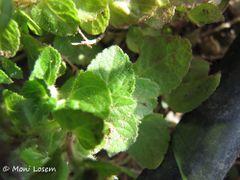 Blätter, Nin 10/2015