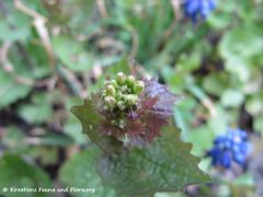 Knospe, Thalmassing 04/2012