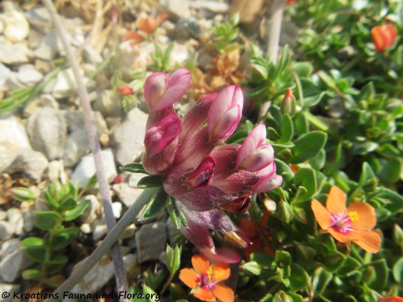 Datei:Anthyllis vulneraria Linné, 1753, Vir 200426 477.JPG