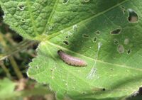 Carcharodus alceae Vir 230624 4086 D.JPG