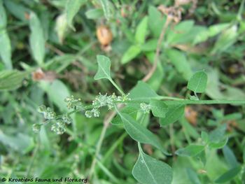 ChenopAlb Blü3 Nin 150902 1794.jpg