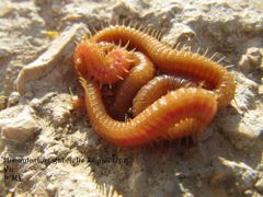 Die roten Drüsen am Bauch produzieren ein Giftiges Sekret, Otok Vir 05/2013