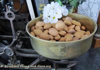 PrunAmyg BFru6 en 150911 1946.jpg