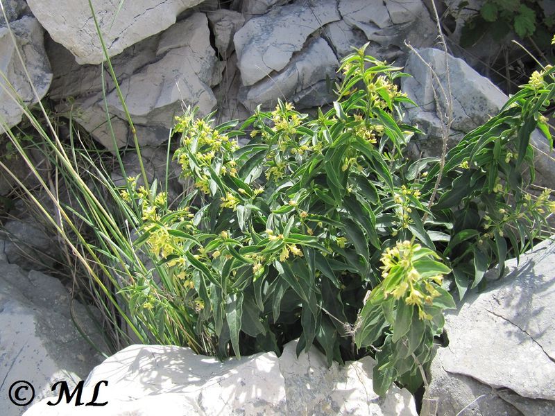 Datei:Vincetoxicum hirundinaria subsp. adriaticum (Beck) Markgr., 1971 Ban 140519 3447.jpg