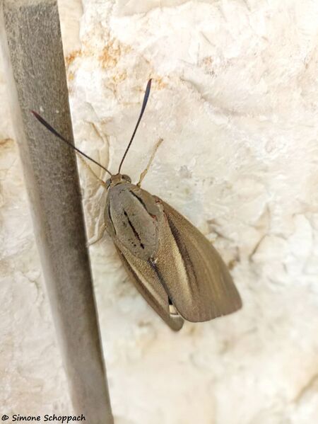 Datei:220706 Paysandisia archon, Simone Schoppach.jpg