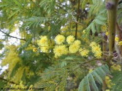 Acacia dealbata Link, 1822 SvFiJa180129 10662 txt.jpg