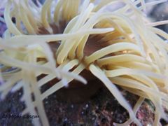 Tentakel, Vir 08/2012