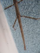 Das Abdomen, Virr 04/2016