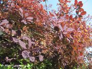 Cotinus coggygria Scopoli, 1772 - Perückenstrauch, rujevina obična. Fundort: Deutschland - Regensburg 05/2013, Zierpflanze