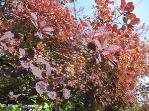 Cotinus coggygria Scopoli, 1772 R Prüf 130528 2607.jpg