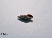 Haedropleura forbesi Locard, 1892, Fundort: Vir 06/2010, Meerestier